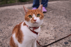 おばちゃんの飼い猫