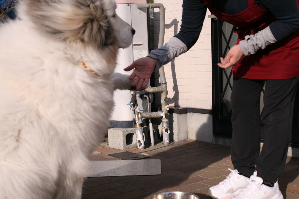 お手をするココさん