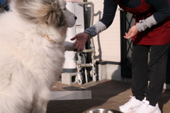 お手をするココさん