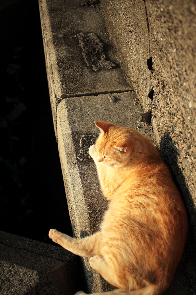 トラやんが相手してくれない