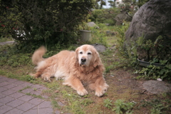 庭でくつろぐみゅうちゃん