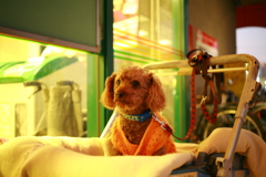 おばあちゃんの帰りを待ってるゲンちゃん