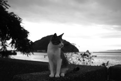 トムくん　モノクロ