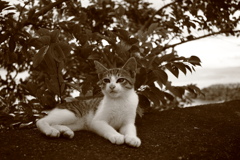 モノクロセピア