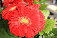 スーパーで売ってた花