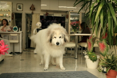 門番してるココ様