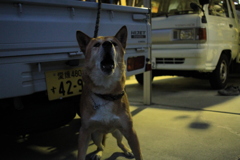 クークーいってるモクちゃん