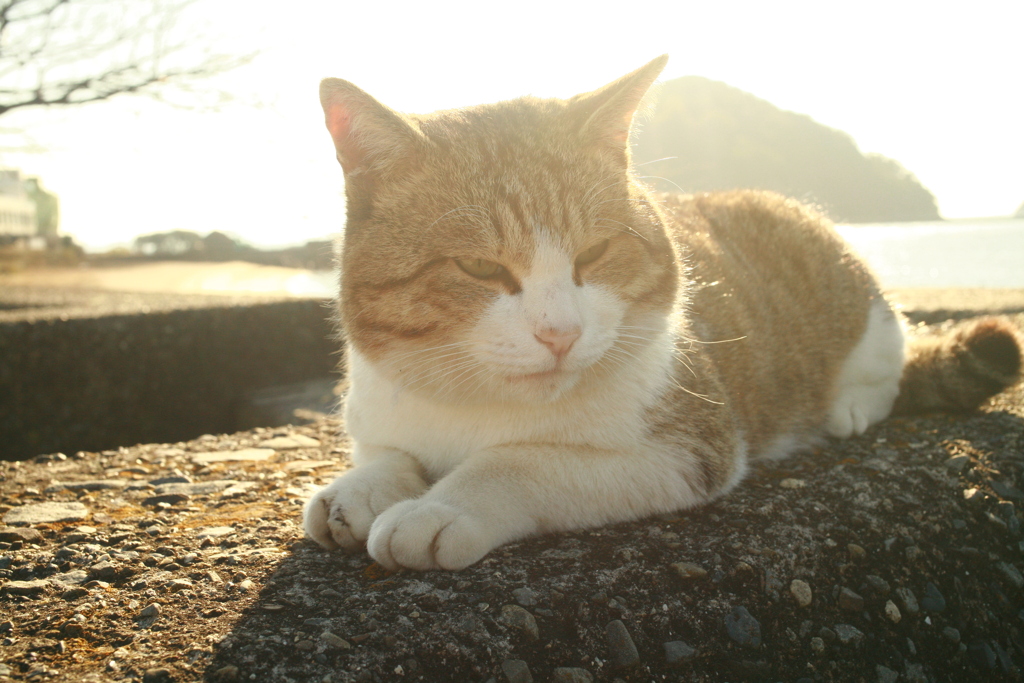 右前足先っちょ負傷につき3WDのトム君