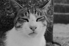 トムくん　あっさり目