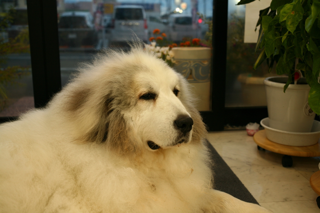 きょうもかわいいココさん