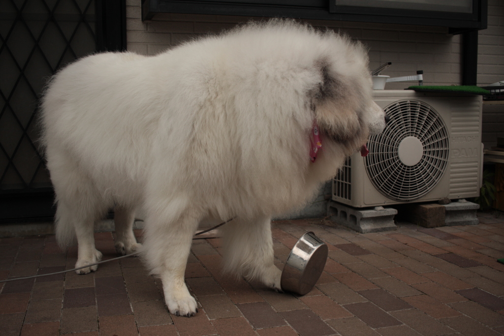もっとご飯がほしいいココちゃん