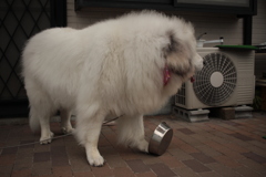 もっとご飯がほしいいココちゃん