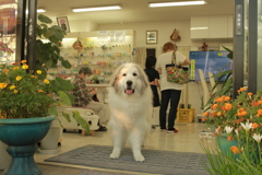 お店番してるココ様