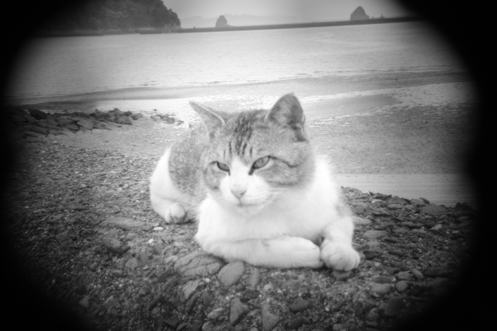 shot by Holga toy lens