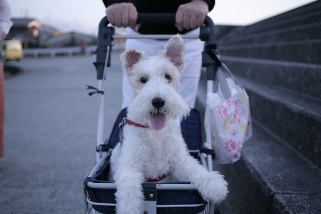 脚が弱ってきたから乳母車で散歩のアビィちゃん