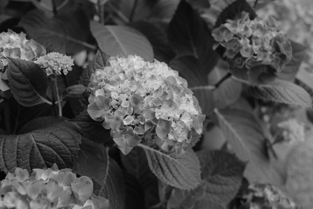 モノクロ＠2020‐06‐03