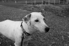 散歩してるククルさん