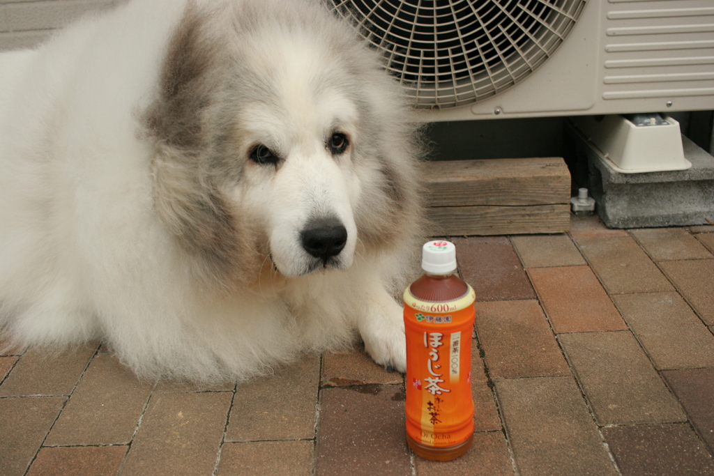 今日もかわいいココちゃま