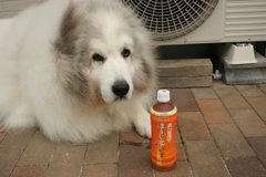 今日もかわいいココちゃま