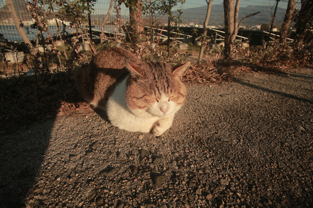 トム君