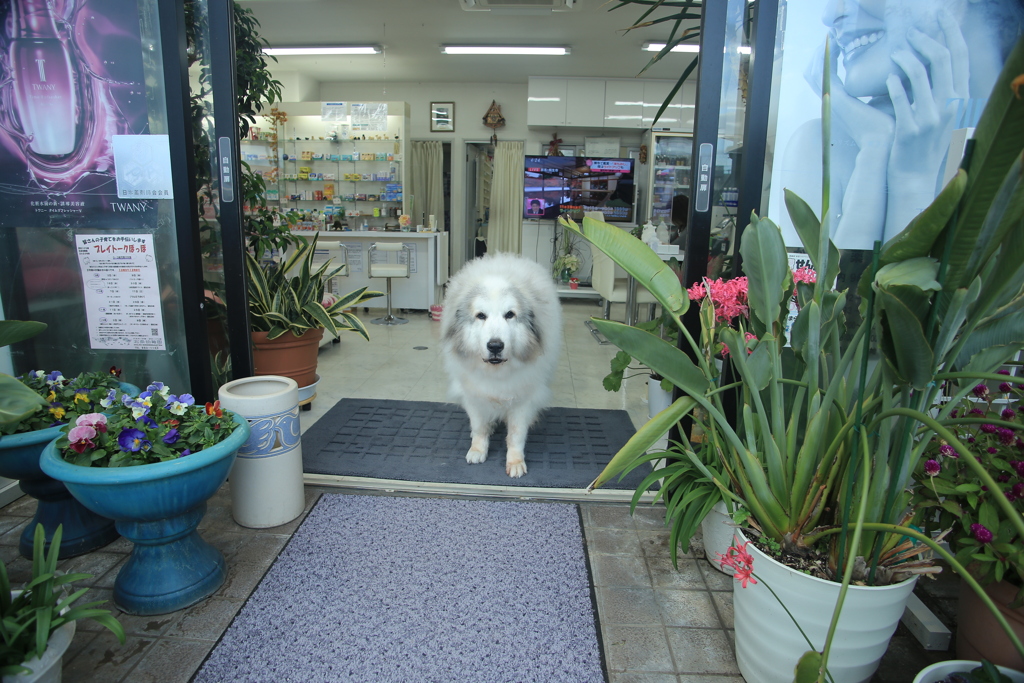 お店番してるココさん