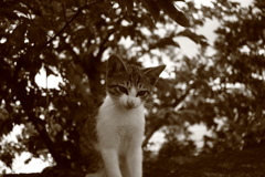 モノクロセピア