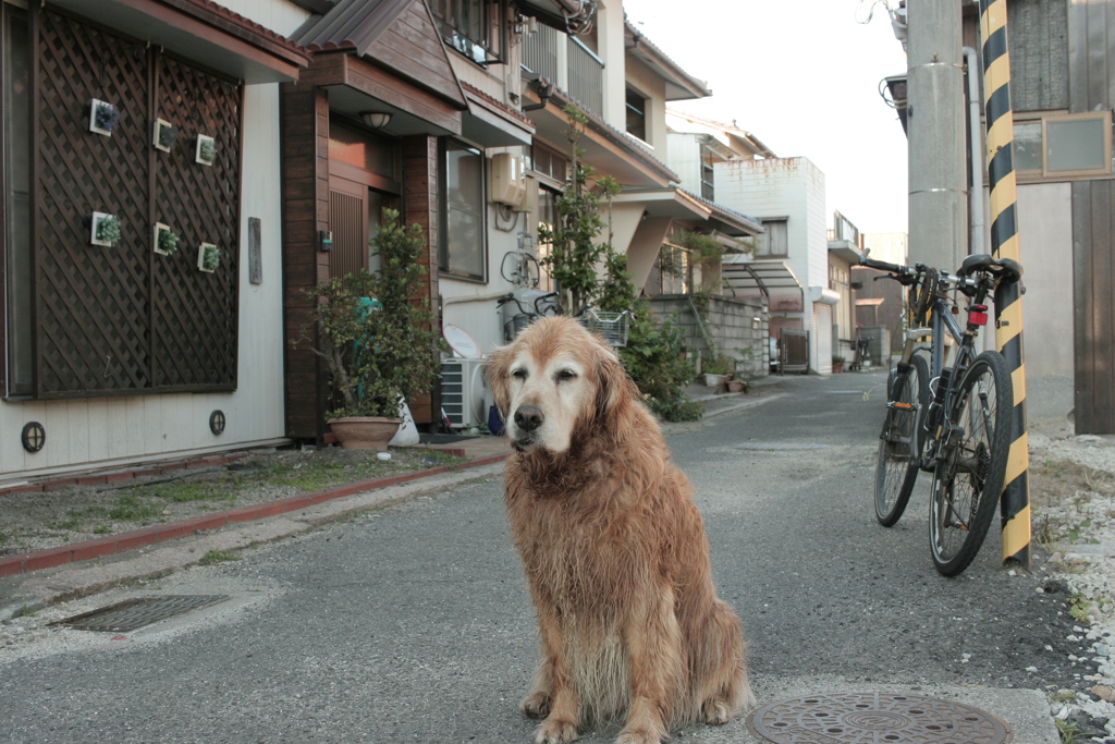 お宿番してるみゅうちゃん
