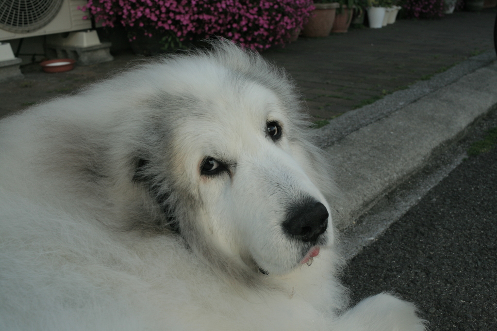 朝、番犬してるココ様