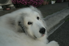 朝、番犬してるココ様