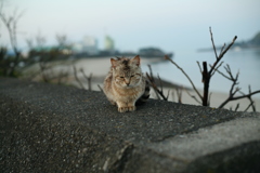 朝＠2019-04-08