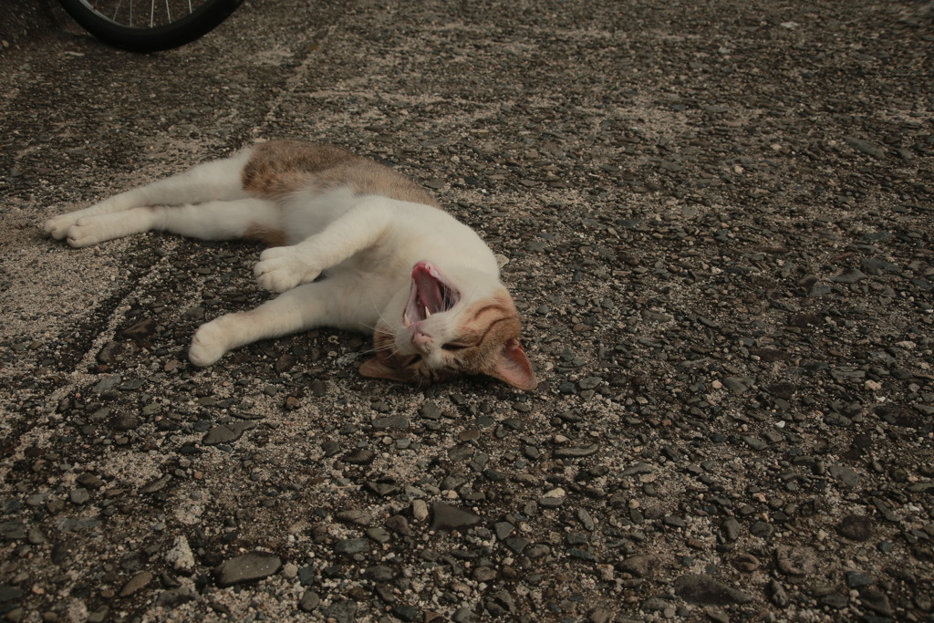 朝＠2020‐07‐16　古いEFズームにて