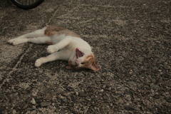 朝＠2020‐07‐16　古いEFズームにて