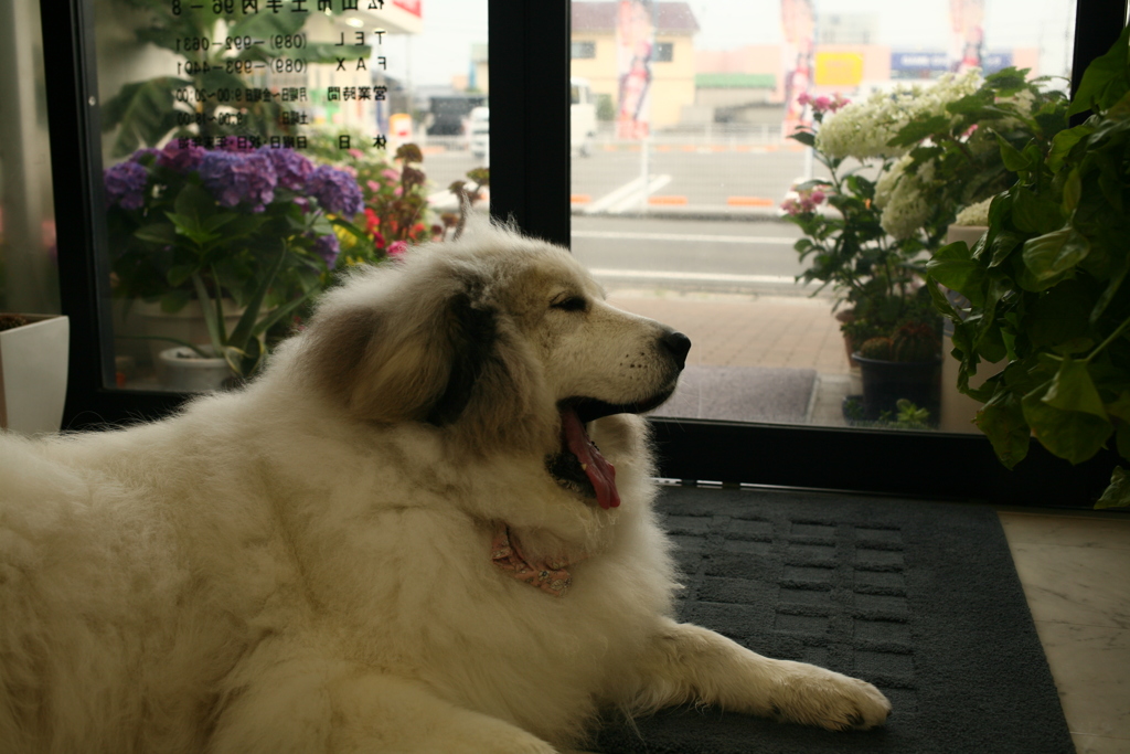 土曜もお店番してるココさん