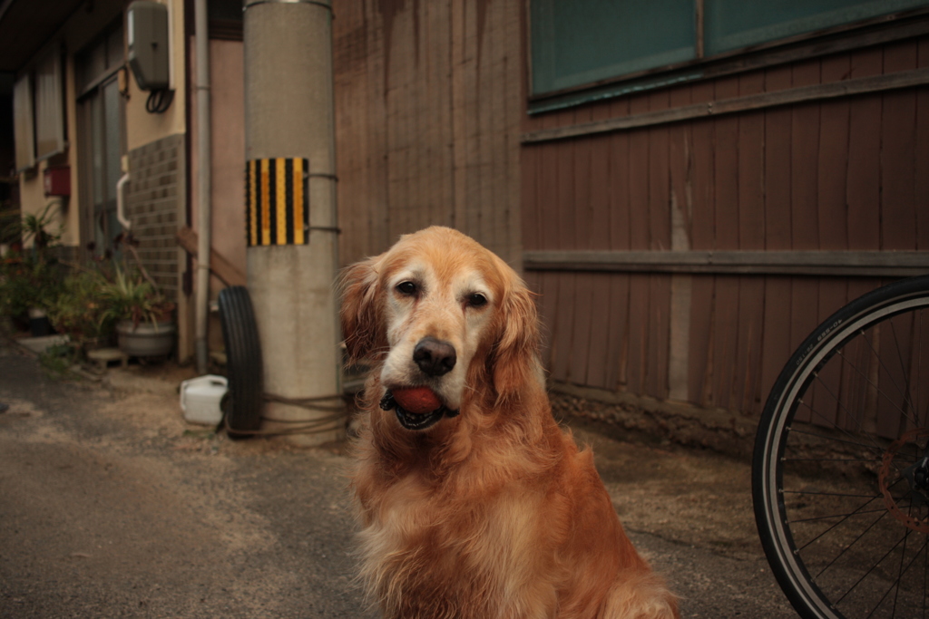 足びっこ引いてて心配なみゅうちゃん