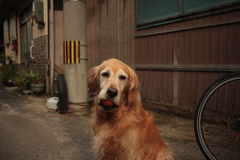 足びっこ引いてて心配なみゅうちゃん