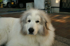 番犬してるココさん