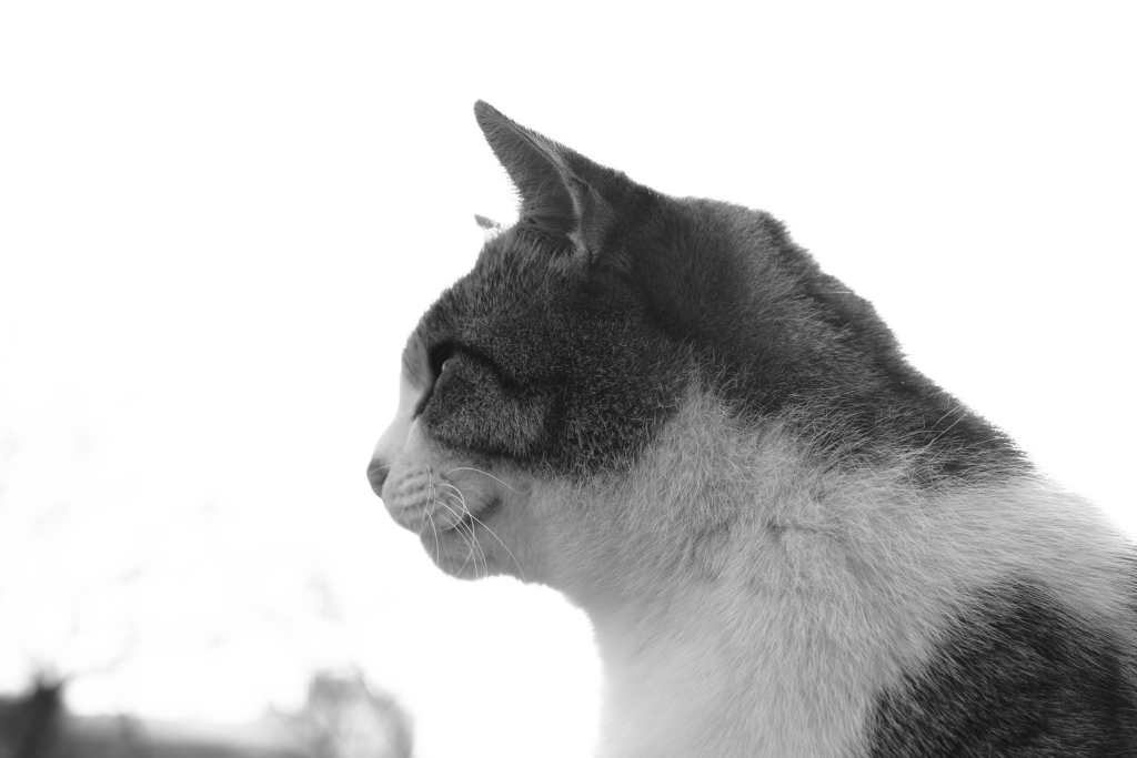 モノクロ＠2019-01-23