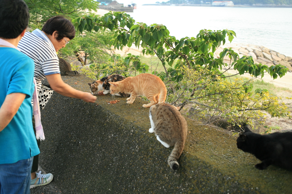おばちゃんずと猫