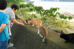 おばちゃんずと猫
