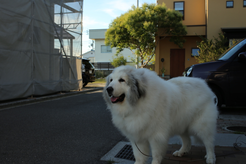 仕事上がって家に帰る田村さんをお見送りしてるココさん
