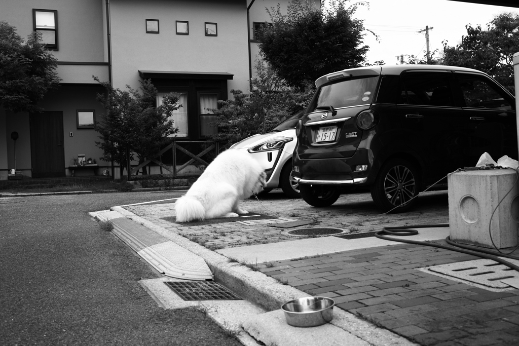 放水してるココさん