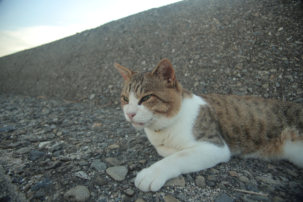 哲学者なトム君