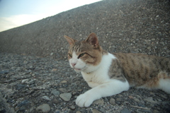 哲学者なトム君