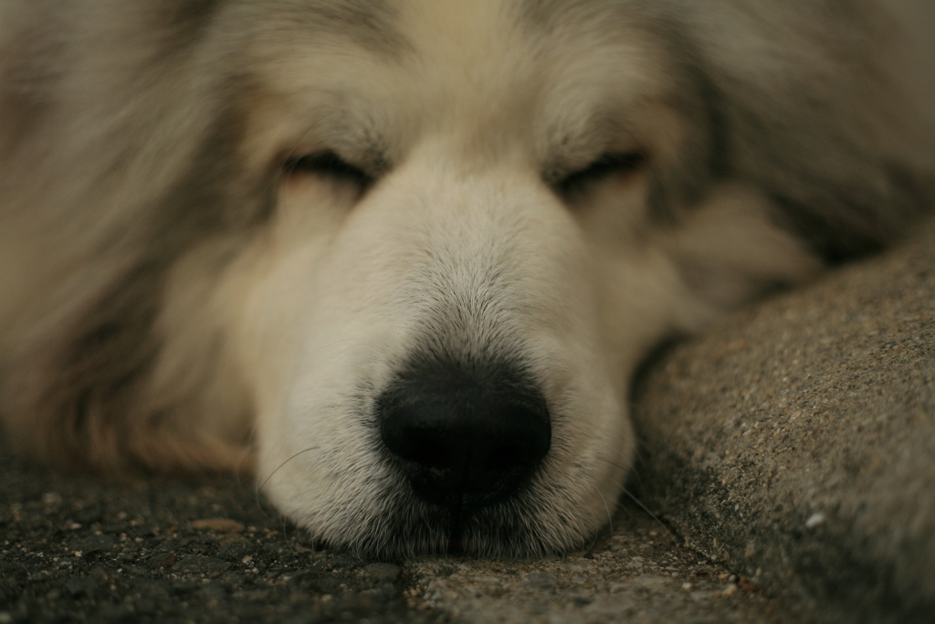 プニプニのココ様