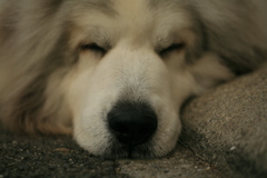 プニプニのココ様