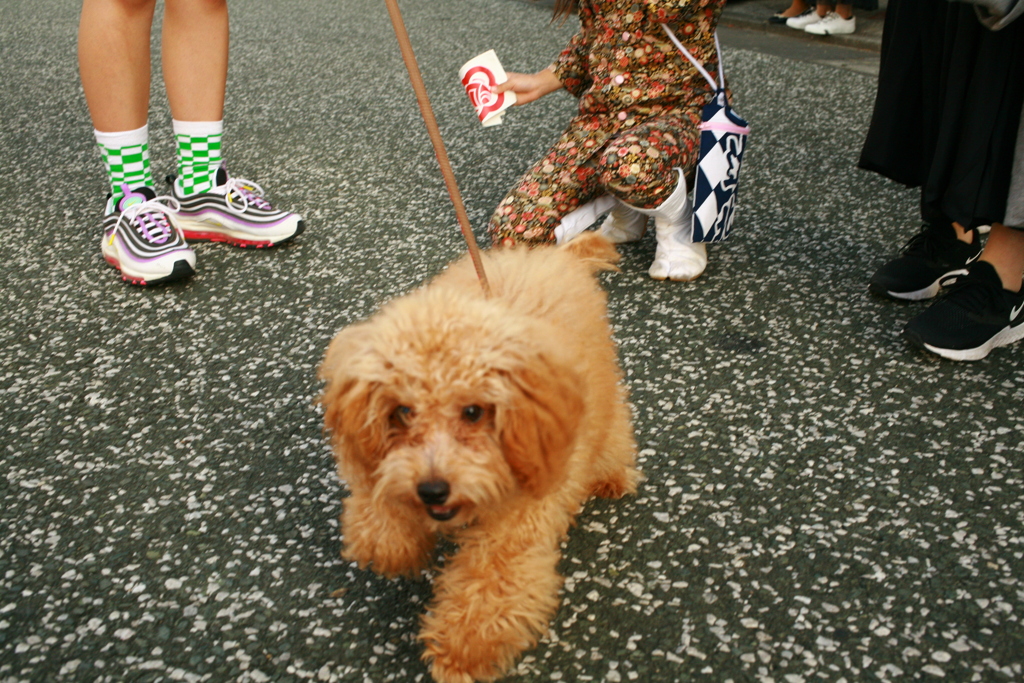 伊予北条秋祭り2019＠2019‐10‐14