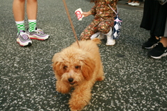 伊予北条秋祭り2019＠2019‐10‐14