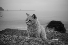 モノクロ＠2017-04-08