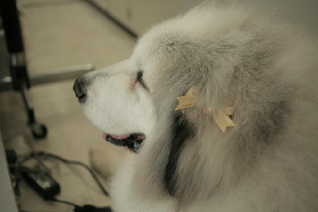 お店番してるココさん