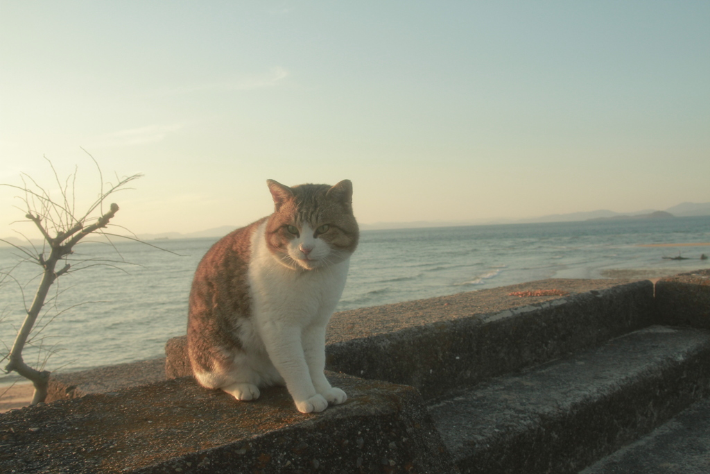 トム君